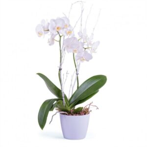 Kwiaty- orchidea