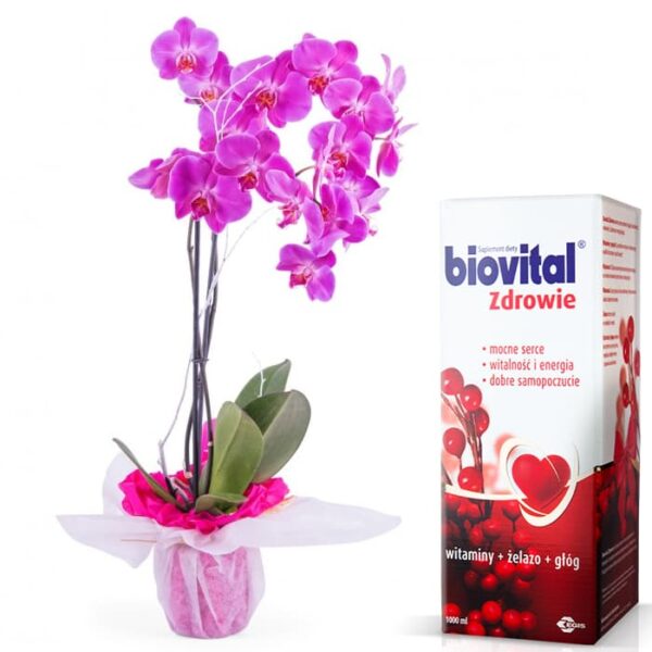 Kwiaty doniczkowe Dzień Babci- Kwiat Doniczkowy Orchidea II- pęd Różowy Dla Babci