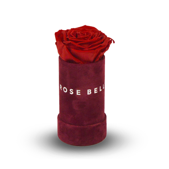 Róża w miniboxie